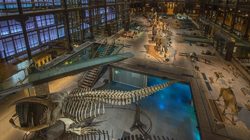 Grande Galerie de l'Evolution - Squelette de Baleine