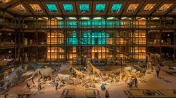 Grande Galerie de l'Evolution - La Caravane des Animaux d'Afrique