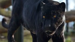 Paris Zoological Park Photos 3