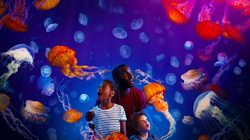 Aquarium Sea Life à Londres - face à face avec les méduses
