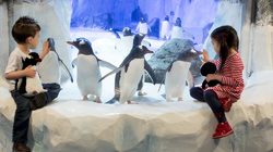 Aquarium Sea Life à Londres - Devant les pinguins