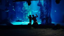 Aquarium Sea Life à Londres - Devant les poissons