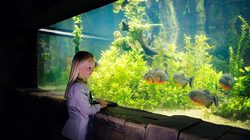 Aquarium Sea Life à Londres - Bassin aux Piranhas