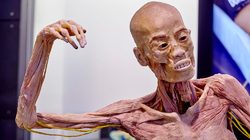 Exposition Temporaire Human Bodies Anatomia de la Vida - Barcelone