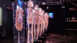 Exposition Temporaire Human Bodies Anatomia de la Vida - Barcelone