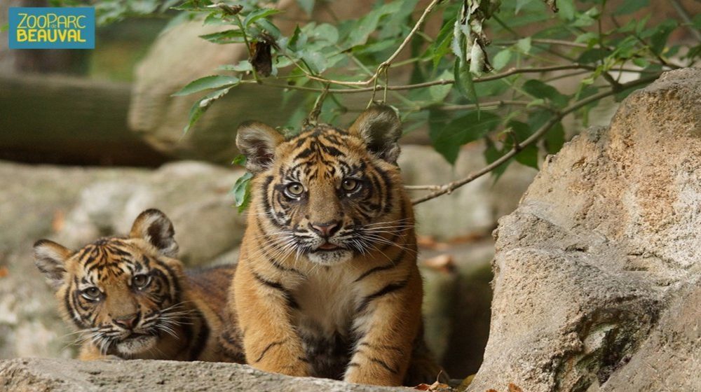 Zoopark von Beauval Fotos 1