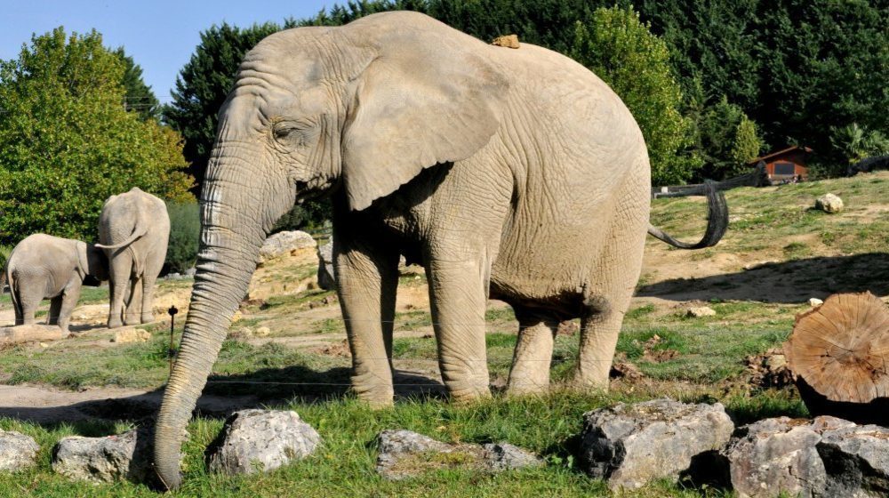 Zoopark von Beauval Fotos 10