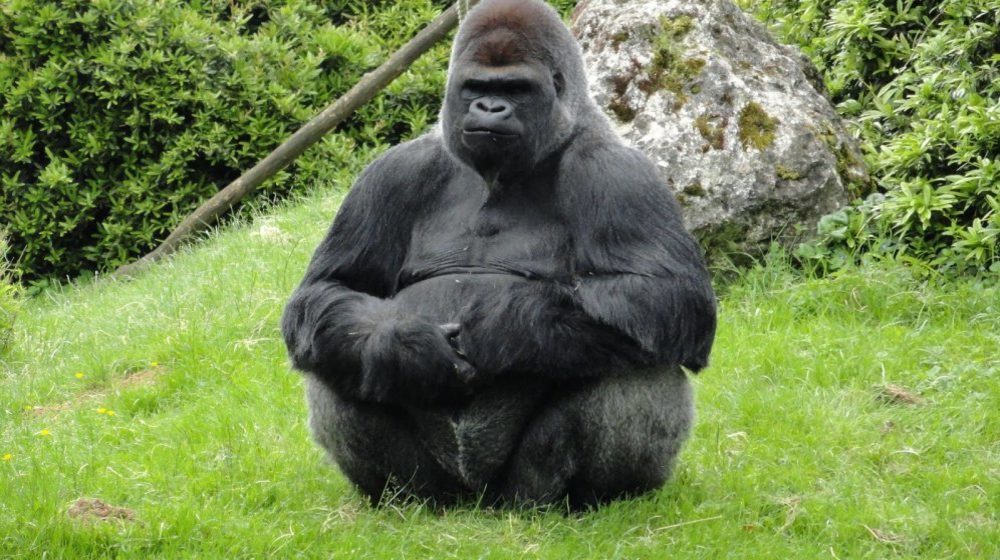 Zoopark von Beauval Fotos 4