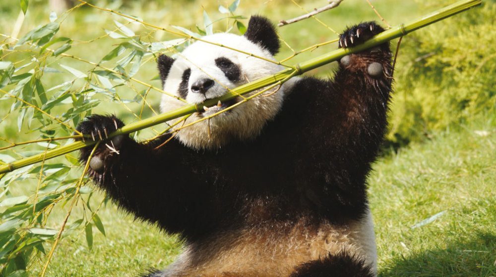 Zoopark von Beauval Fotos 9