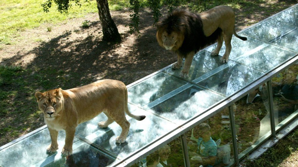 Zoo Safari de Thoiry Photos 6