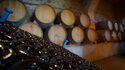 Visite du vignoble, dégustation de vin et expérience de voile (option vélo électrique ou voiture)