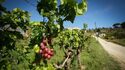 Visite du vignoble, dégustation de vin et expérience de voile (option vélo électrique ou voiture)